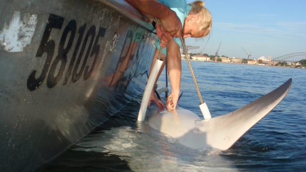 A bull shark being tagged in Sydney Harbour by the NSW Department of Primary Industries.