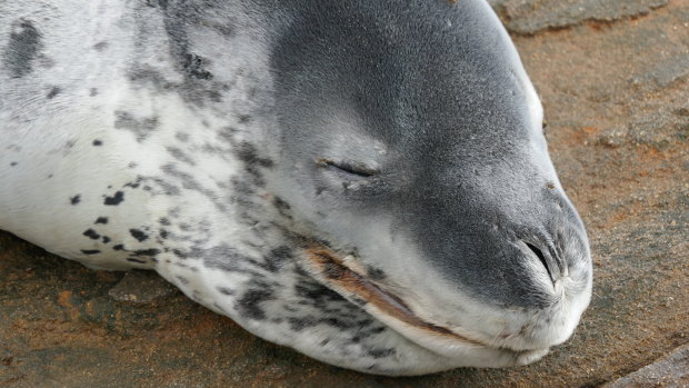 The same seal spotted at Brighton  Beach has reached the Mornington Peninsula.