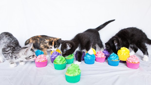 The RSPCA's Cupcake Day officially takes place on August 20, but people are encouraged to host an event any time during August or September.