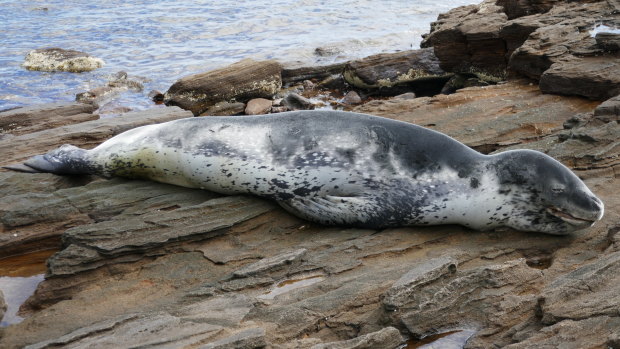 The leopard seal has toured the waters of the bay.