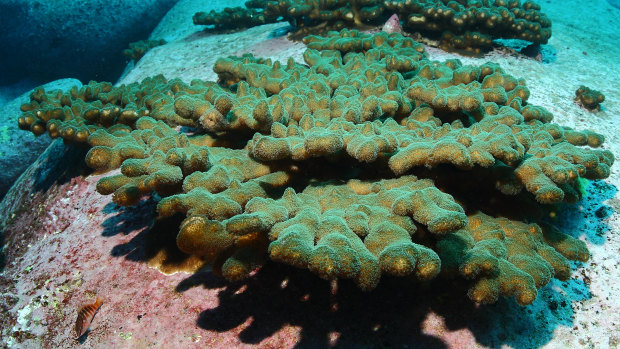 Coral coloniser: The Pocillopora aliciae species of coral is now proliferating off the coast near Manly.