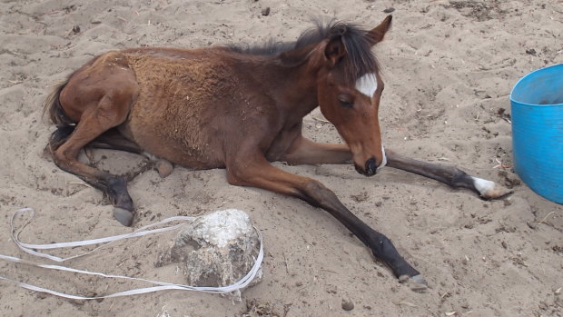 The little foal had to be put down to end her suffering.