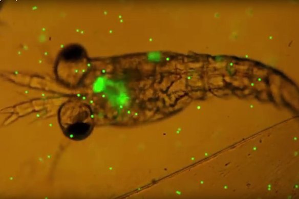 Plastic ingested by a plankton is shown in fluro green.