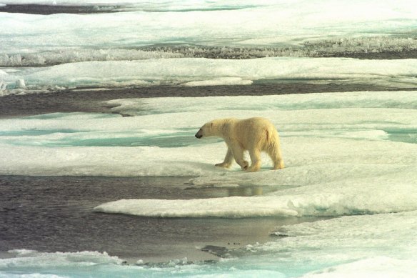 A polar bear on the Arctic sea ice off Alaska. The Western Arctic is one of the fastest warming regions in the world.