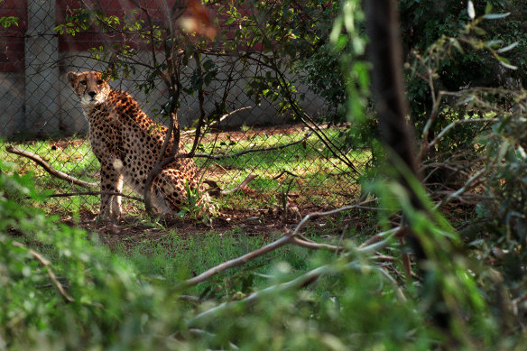 A fallen tree destroyed part of the cheetah enclosure.