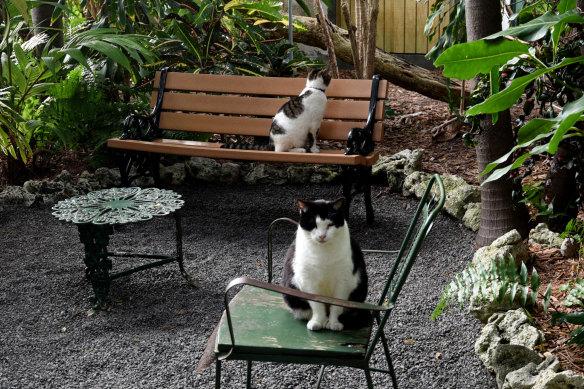 Descendants of Hemingway’s six-toed
cat, Snow White.