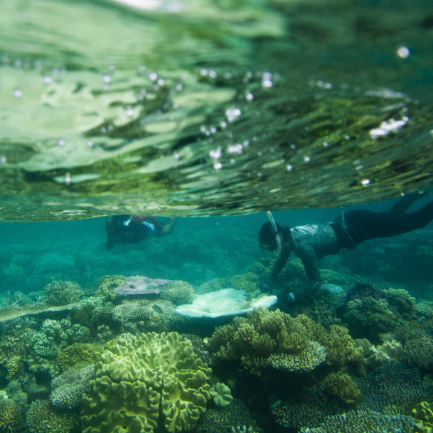 Coral biologists Emily Howells and David Abrego aren’t ready to give up on the reef.