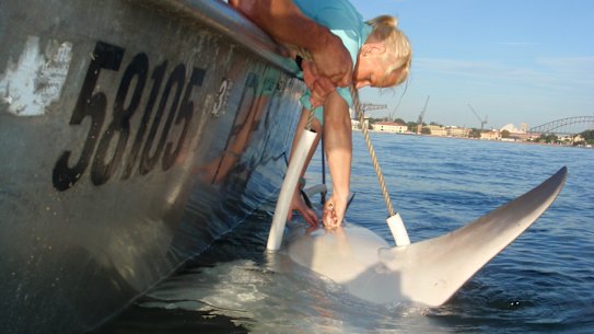 A bull shark being tagged in Sydney Harbour by the NSW Department of Primary Industries.