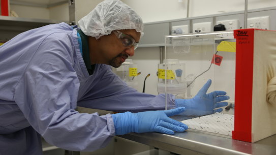 CSIRO Senior Research Scientist Dr Prasad Paradkar working on Zika resistant mosquitoes.