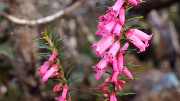 It’s time to ditch Victoria’s floral emblem – here’s what it could be