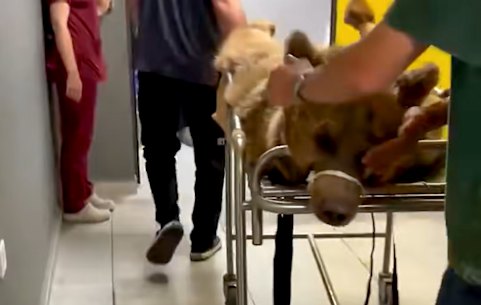 Okan, tre anni, all'ospedale veterinario dell'università.