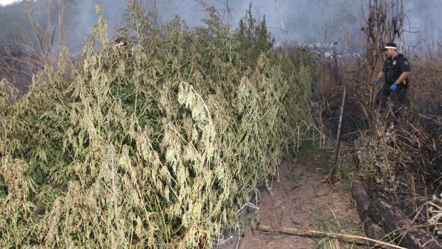 Police found a huge cannabis crop while attending a fire in Whitsunday.