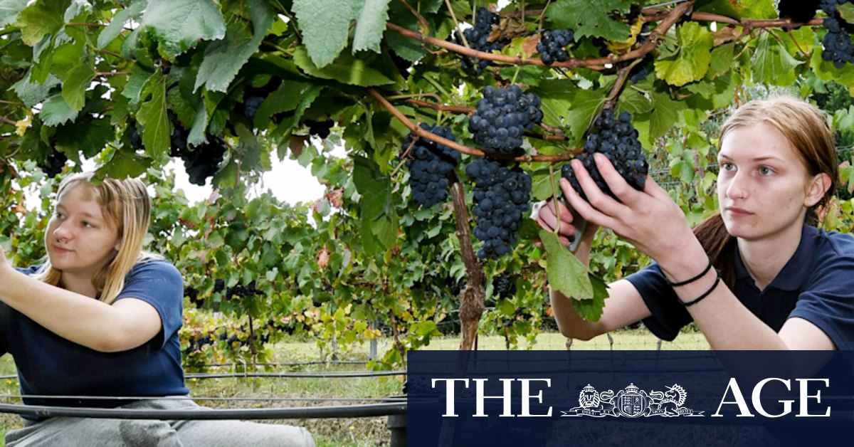 The grape escape: Students ditch books for first harvest in school's vineyard - Vimarsana News