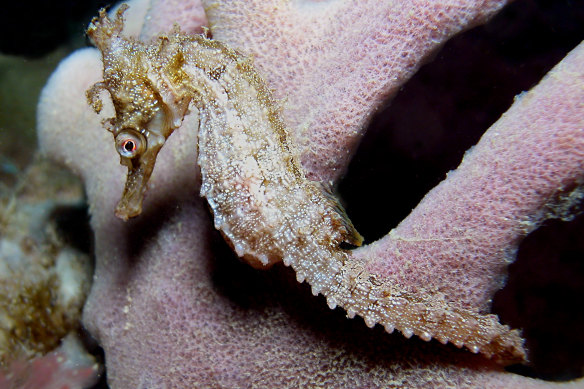 White's seahorse, cauliflower coral facing extinction
