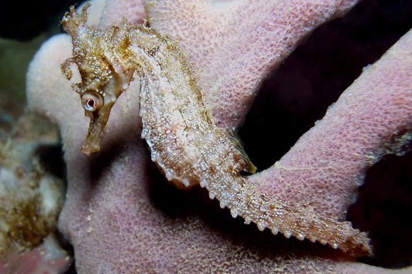 Scientists fear the White’s seahorse could soon join the roll of extinct Australian animals.