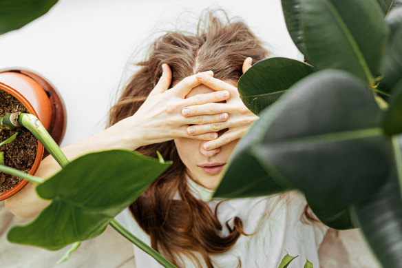 If starting your collection, choose are hardy plants and can handle lower light levels, including, devil’s ivy, mother-in-law’s tongue, or peace lily.