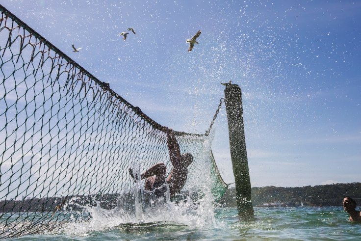 Majority of animals caught in shark nets last year were threatened