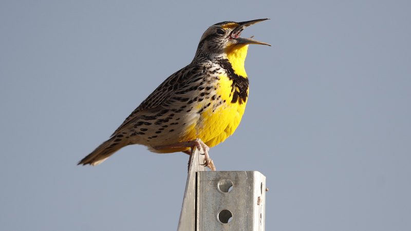 North America bird numbers fall by 29 per cent since 1970