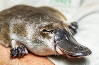 Platypuses are not strange or primitive, despite being described that way by Europeans.