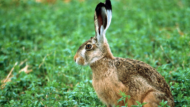 A European hare. They were introduced several times in Australia.