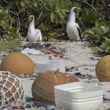 Seabirds nest in new rubbish on the island.