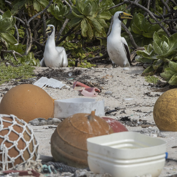 Seabirds nest in new rubbish on the island.