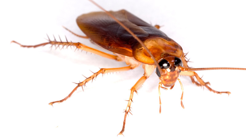 Insects Disappearing Everywhere The Great Extinction Happening Under Our Noses