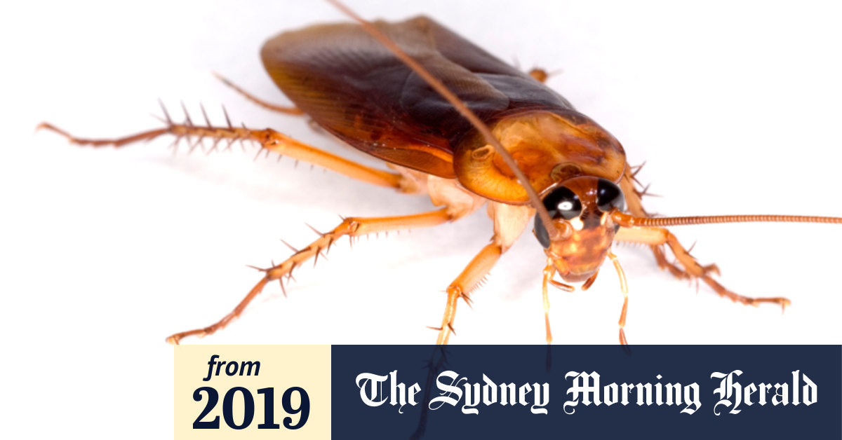 Insects Disappearing Everywhere The Great Extinction Happening Under Our Noses