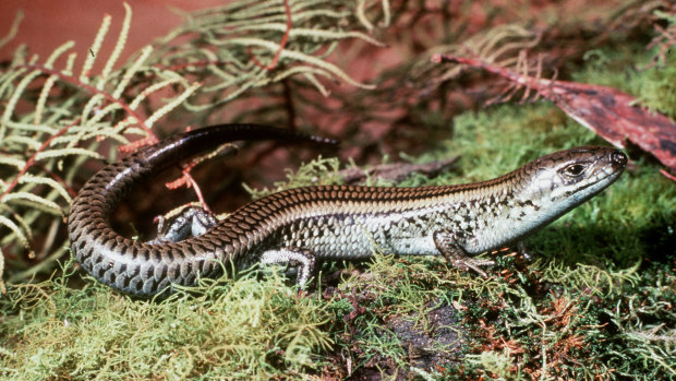 The swamp skink was listed as endangered in March 2023, in part due to habitat loss in Melbourne’s east.