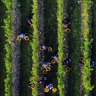 Workers pick grapes at a vineyard in Maidstone, UK.