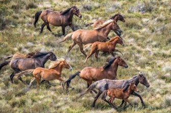 The number of wild horses in Kosciuszko National Park will be significantly reduced under a new government plan.