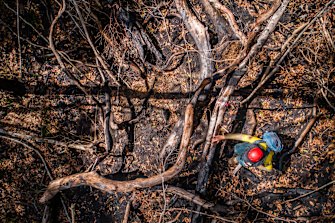 Threatened Species assistant project officer Justin Mallee inspects fire affected Nightcap Oak trees.