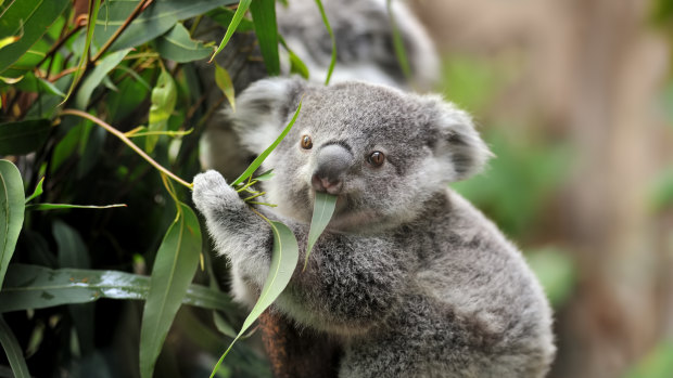 Koala's are but one species on the verge of collapse.