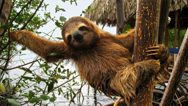 A sloth not heading to the Supreme Court.