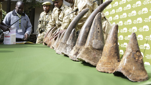 The 18 rhino horns belonging to nine of the black rhinos who died are put on display at a press conference.