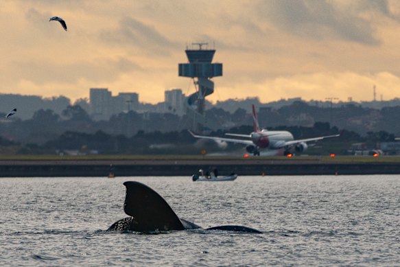 Una rara ballena franca austral y su cría visitaron Port Botany y Bondi en medio de la migración anual de ballenas.