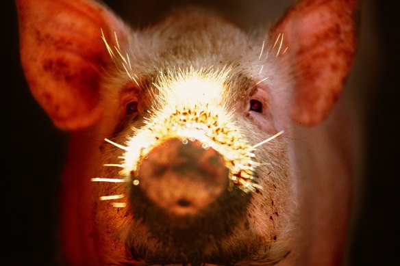 Researchers are hopeful of breakthroughs in the use of pig organs in humans.