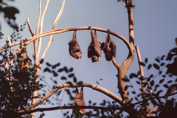 The WHO said the novel coronavirus "most likely has its ecological reservoir in bats".