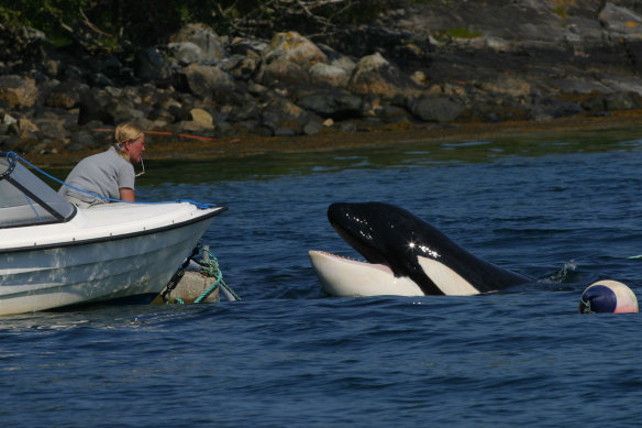 Some whales have names. This is Keiko the orca, who starred in the Free Willy movies and is pictured here in Norwegian waters in 2003 after being released into the wild in Iceland.