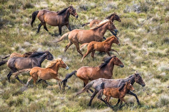 There has been a suspension on the shooting of feral animals for the past weeks, concerning environmental groups and farmers.