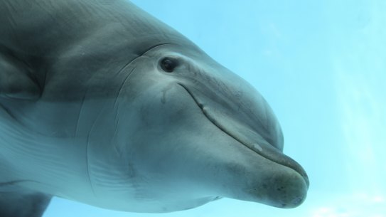 Dolphins and other marine life are susceptible to sonar pulses.