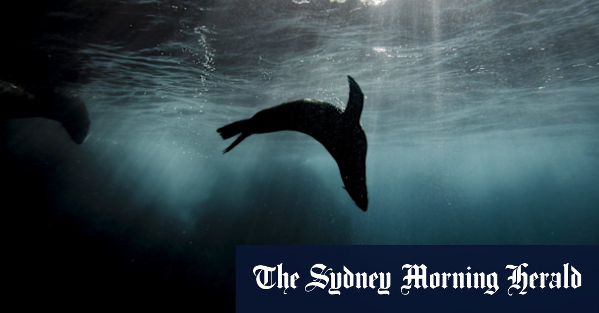 Behind the scenes: photographer Brook Mitchell on the return of Sydney's seals - Vimarsana News