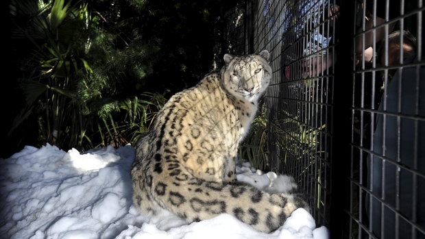 Sheva, in 2010, experiencing snow for the first time after it was shipped to the National Zoo and Aquarium from Perisher.