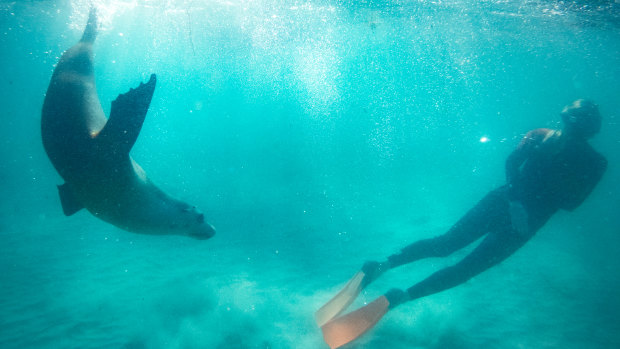 The Australian sea lion has already had its assessment delayed from last September.
