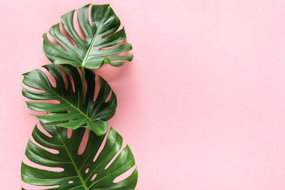 If your monstera is looking limp inside, it’s a good time to get a new one.