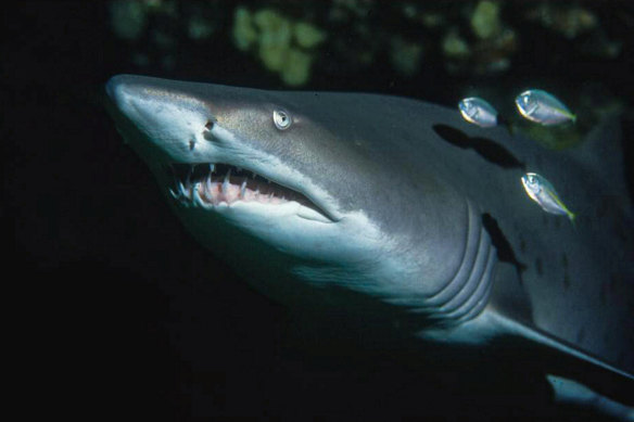 A grey nurse shark, a critically endangered species, at Magic Point off Sydney.