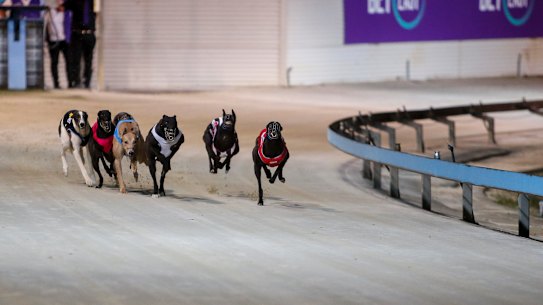 Greyhound racing will continues as the feud between Greyhound Racing and the Dapto Agricultural and Horticultural Society heads to court next February. 