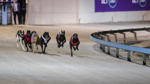 Explosive report alleges ‘morass of exploitation and suffering’ in NSW greyhound racing