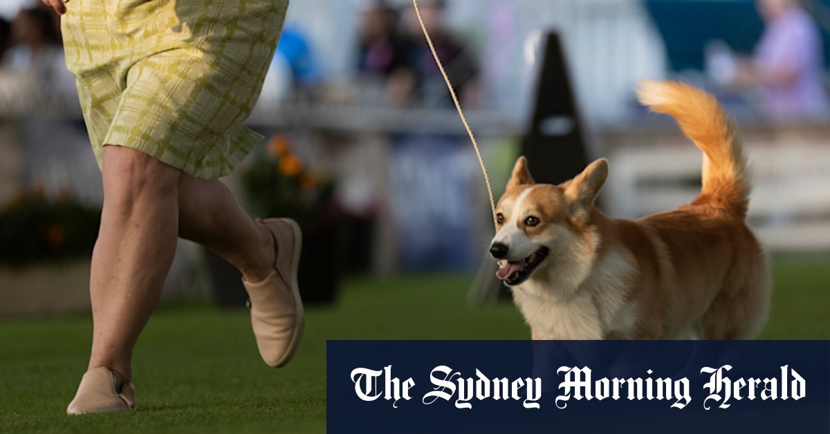 Easter show: Royal corgis snap at the heels of victory - Vimarsana News