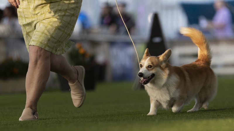 Easter show Royal corgis snap at the heels of victory
